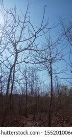 Naked Tree Branches Against Blue Sky Stock Photo Shutterstock