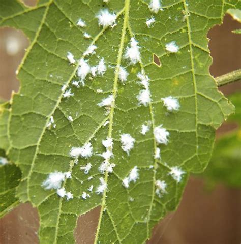 White Aphid Shivaphis Celti Bugguidenet