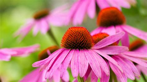 14 Deer Resistant Perennials With Beautiful Blooms