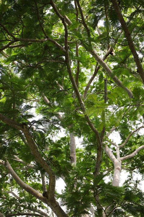 Looking Up Into The Canopy Of A Parkia Timoriana Tree In Kauai Hawaii