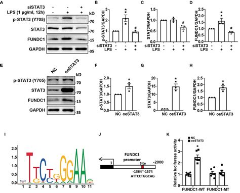 Il Stat Inhibitor Attenuated Lps Induced Mitochondria Associated