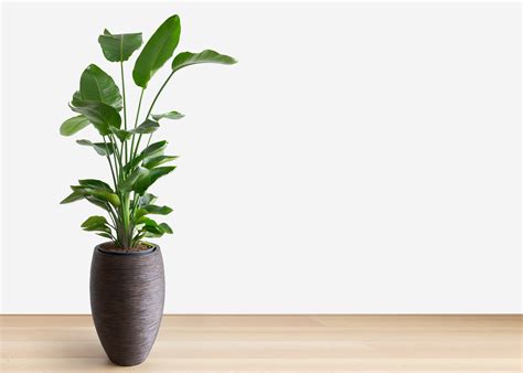 25 Best Indoor Plants to Liven Up Your Home