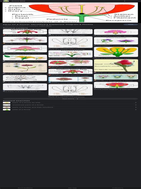 Parts of A Flower With Petals, Sepals, Receptacle, Peduncle - Google Search | PDF | Flowers | Plants