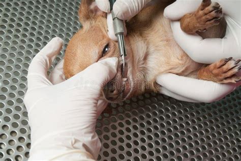 Veterinario Que Realiza Una Operaci N Foto De Archivo Imagen De Vida