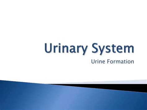 Ppt Urinary System Powerpoint Presentation Free Download Id 2799878