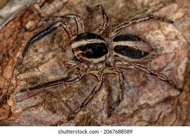 Adult Male Pantropical Jumping Spider Species Stock Photo