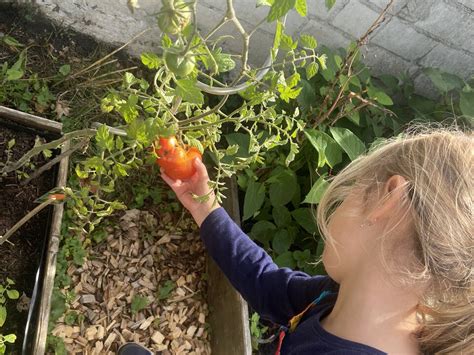 Tomaten Ernte in unserer Kita Däumling Lebenshilfe Herne