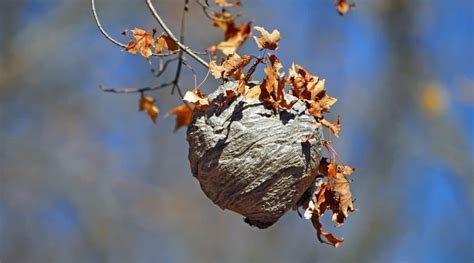 Hornet Nest Removal: How To Get Rid Of Hornets Safely and Easily