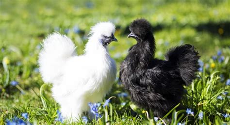 Top Des Faits Int Ressants Sur Les Poules