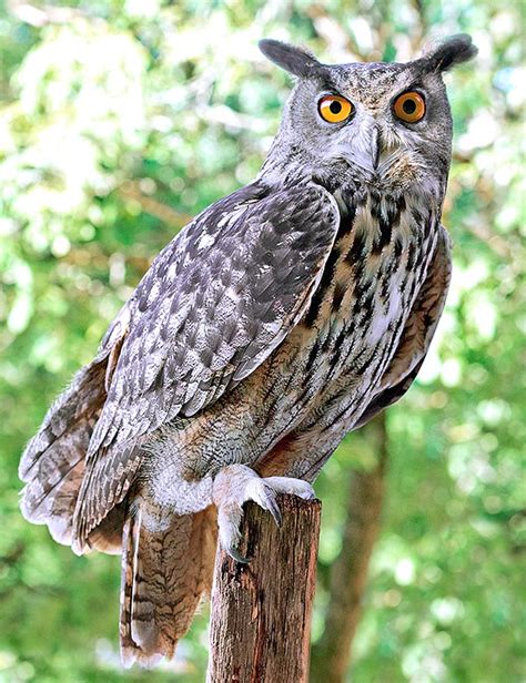 bubo bubo monaco nature encyclopedia