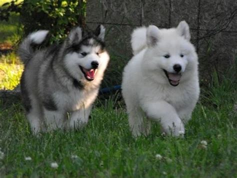 Alaskan Malamute Samoyed Corgi Mix Pets Lovers