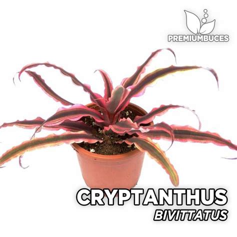 Cryptanthus Bivittatus 🛒 Premiumbuces