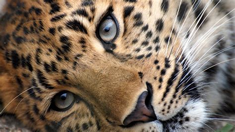 Wallpaper Face Eyes Wildlife Big Cats Whiskers Leopard Jaguar