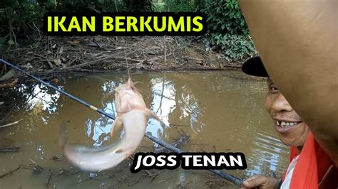 Gokil Mancing Ikan Seluang Sehabis Hujan Mbahtransmancing YouTube