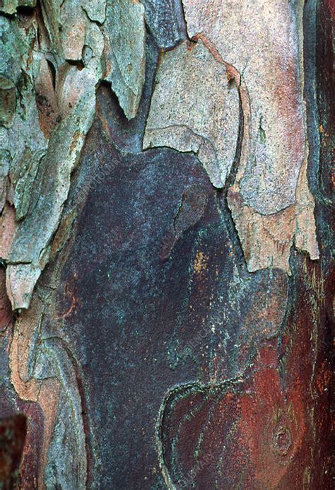 Yew tree bark - Stock Image - B720/0138 - Science Photo Library