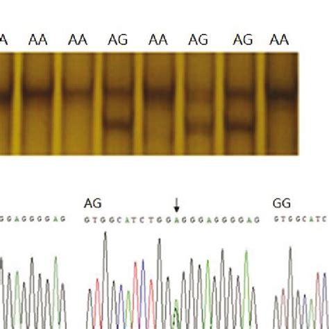 Sscp Detection And Sequences Of Different Genotypes Of The Porcine Rbp4