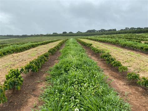 Plantio De Café 6 Pontos Essenciais Para A Sua Lavoura