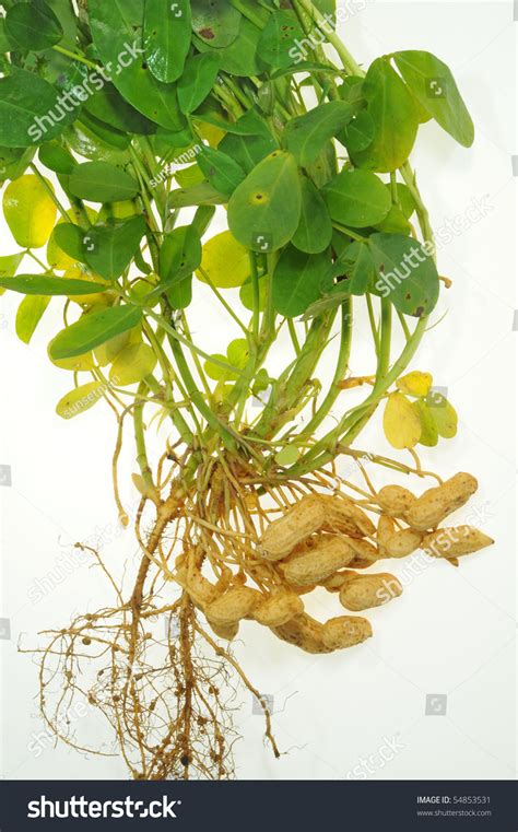 Groundnut Plants Groundnuts Roots Stock Photo Shutterstock