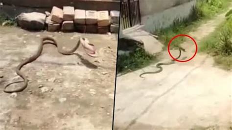 Watch Snake Steals Footwear And Rushes Like A Thief Hilarious Video