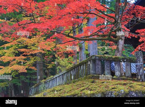 Japan, Nikko City, Toshogu Shrine, autumn colors Stock Photo - Alamy