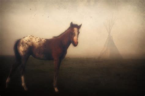 Appaloosa Dawn Ii Robert Medina Cook Nmaipp Purchase Wesst City Of