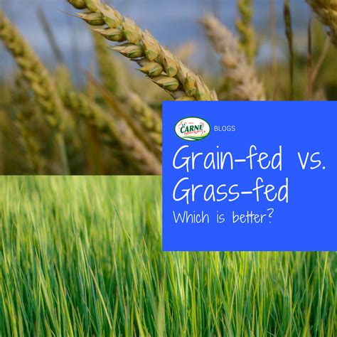 Grain Fed Vs Grass Fed Which Is Better La Carne Premium Meat