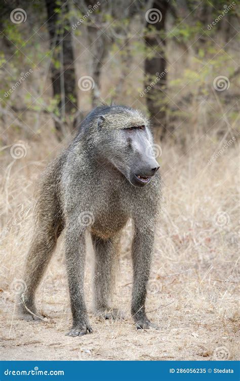 Chacma Baboon in His Habitat, South Africa, Wildlife Observation Stock ...