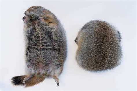 Hibernating Arctic Ground Squirrels Spermopilus Parryii Joel Sartore