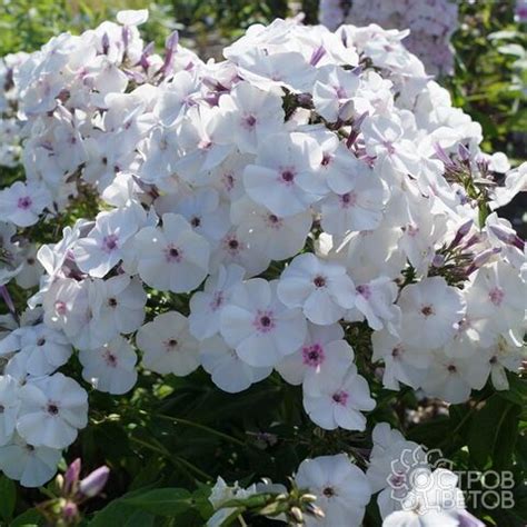 Флокс Blue Ice | Купить почтой, недорого