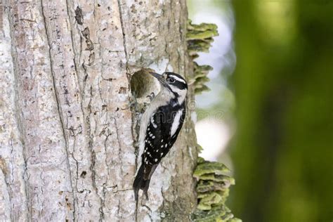 Downy Woodpecker Nest Stock Photos - Free & Royalty-Free Stock Photos ...