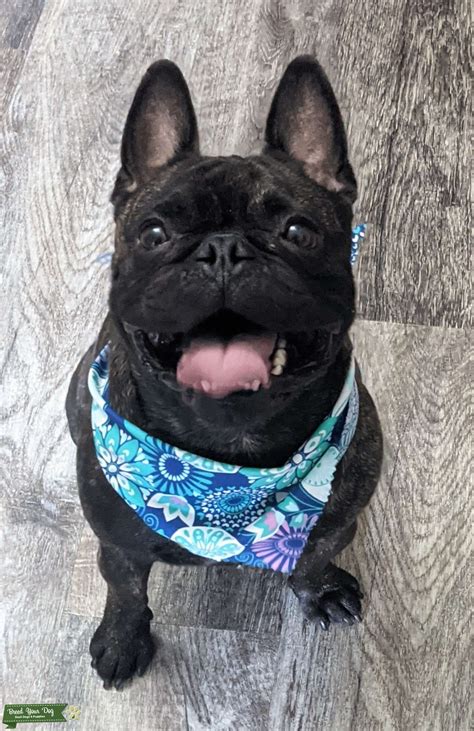 Frenchie Pug mix - Stud Dog in California, the United States | Breed