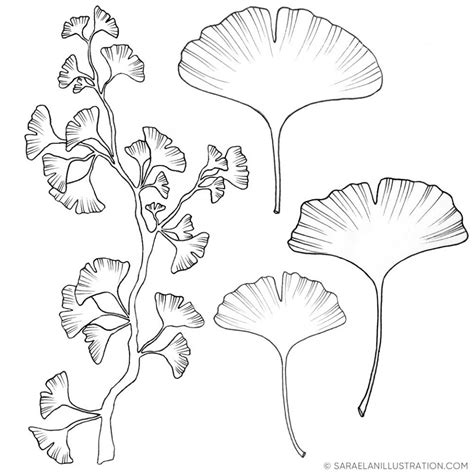 Ginkgo Biloba Disegno E Significato Saraelan Illustration Saraelan