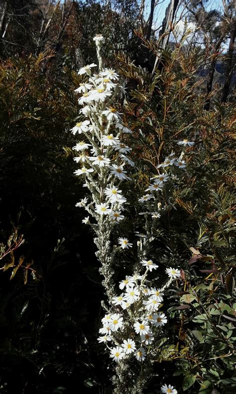 Olearia Asterotricha Glaucophylla From Wolgan State Forest Nsw