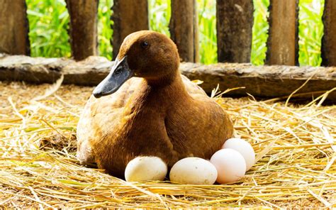 10 Best Duck Breeds To Keep For Eggs Learnpoultry