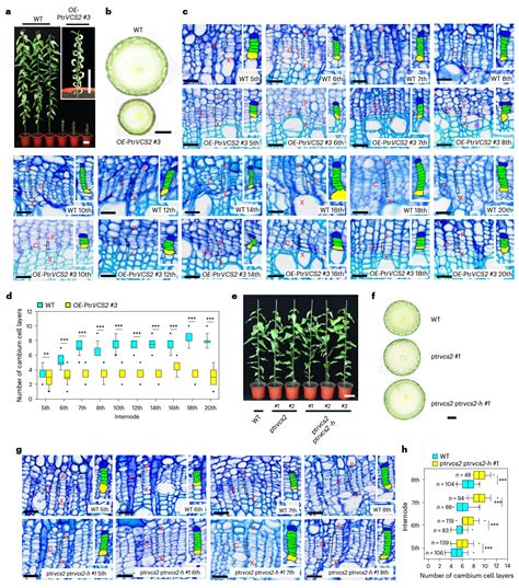 科学网Nature Plants杨树维管形成层活性的表观遗传与转录协同调控机制 郝兆东的博文