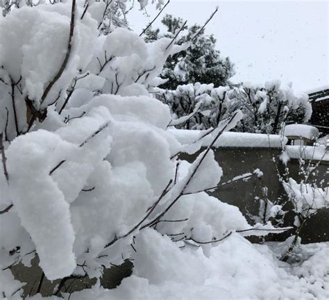 Neve In Giardino Consigli Per Ottimizzare Gli Effetti Ed Evitare I