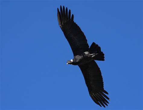 Cóndor Andino Vultur gryphus EcoRegistros