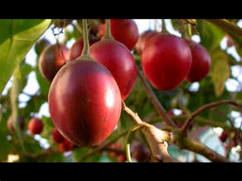 Tomate De Arbol Planta