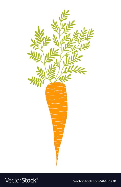 Carrot sketch Royalty Free Vector Image - VectorStock