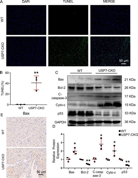 USP7 Cardiomyocyte Specific Knockout Causes Disordered Mitochondrial