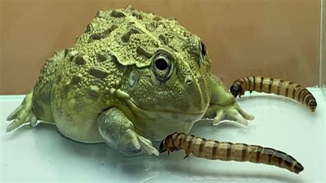 African Bullfrog Eat Worms Large Feeding LIVE FEEDING YouTube