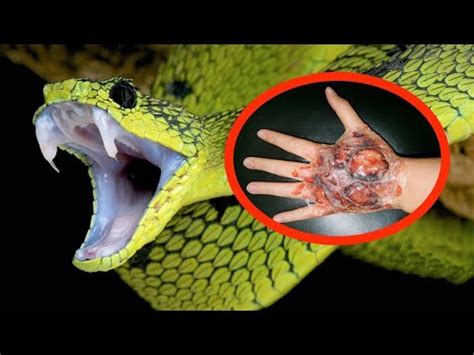 The Most Dangerous Species Of Snakes In The World Happiness1111