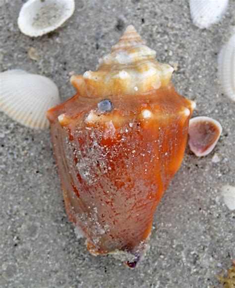 Strombus Alatus Fighting Conch On Marine Beach Sanibel Flickr