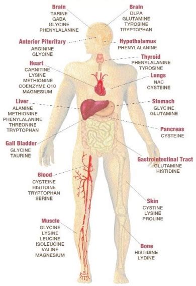 Amino Acids And How To Test For Your Deficiencies And Imbalances