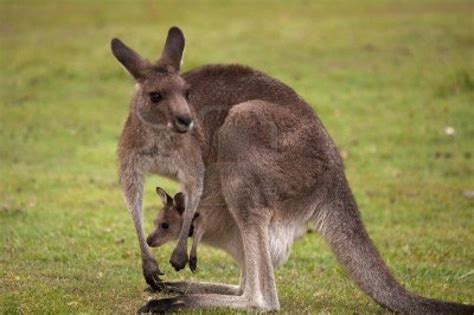 Baby Kangaroo Wallpaper - WallpaperSafari