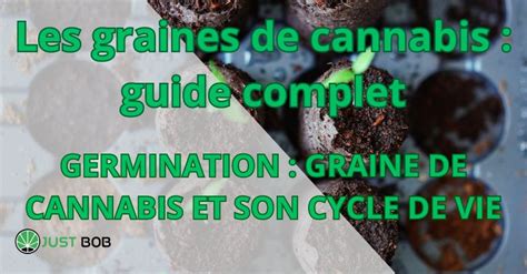 Germination D Une Graine De Cannabis Comment A Marche