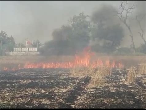 4 Bighas Of Crop Burnt To Ashes Farmer Said Loss Of Lakhs Of Rupees