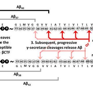 Secretase Cleavage Of APP S CTF To Generate A The Entirety Of CTF