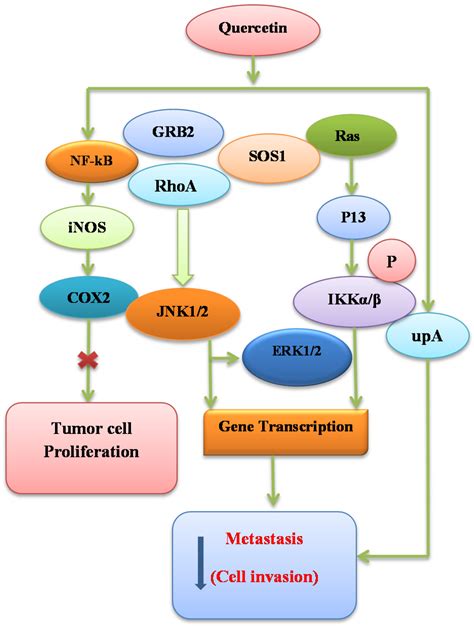 Nutrients Free Full Text Molecular Targets Underlying The