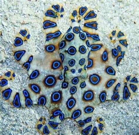 Blue-Ringed octopus. Very pretty but very deadly. : r/natureismetal